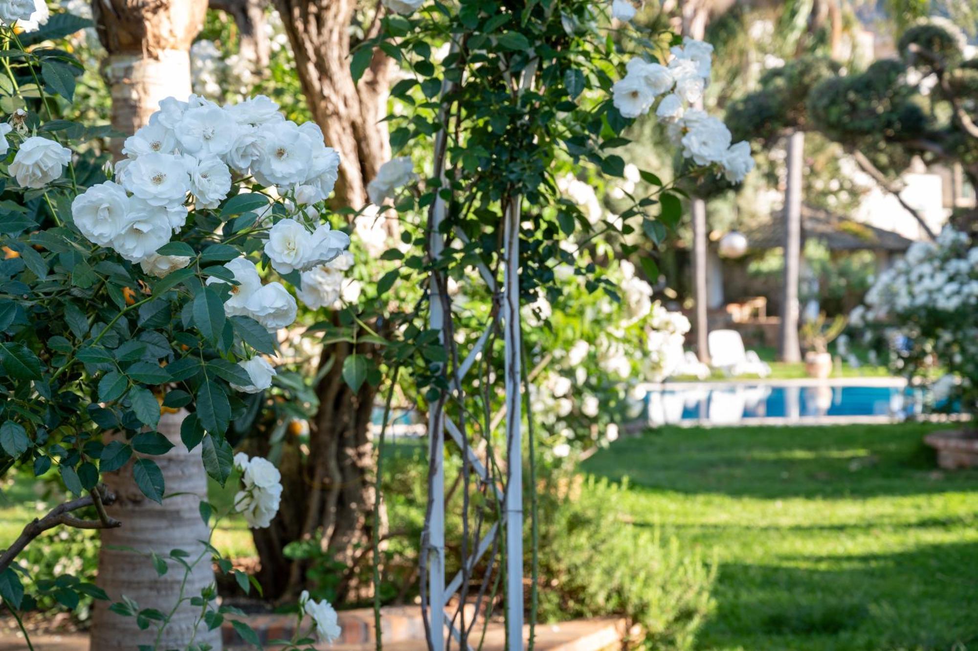 פלרמו Villa Megna - Green Paradise B&B מראה חיצוני תמונה